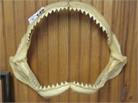Great White Shark Jaw 12" High 16" Wide