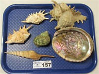 (6) Various Sea Shells