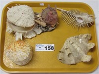 (5) Various Sea Shells