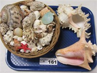 Assortment of Sea Shells