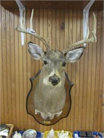 7 Point White Tail Buck, Shoulder Mount Taxidermy