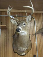 8 Point White Tail Buck, Shoulder Mount Taxidermy