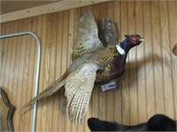 Ringed-Neck Pheasant Taxidermy