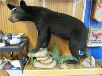 Black Bear Full Body Mount, Taxidermy