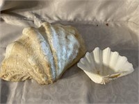 Lot of two shells, one measures 12 inches wide by