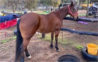 (VIC): VALLEY GIRL - QH Mare
