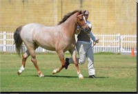 (VIC): CHARISMA - Welsh Pony Mare