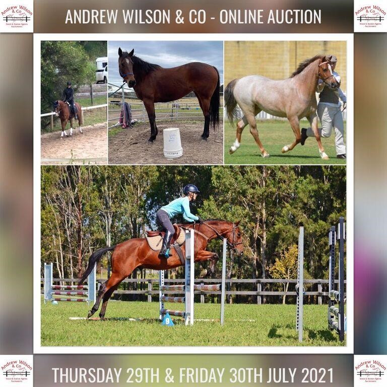 AWC ONLINE: HORSE & SADDLERY AUCTION (AUSTRALIA WIDE)