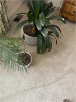 ASST.  HOUSE PLANTS