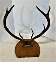 Vintage Animal Horns Mount