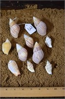 9 Spiral Seashells