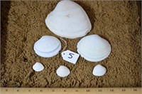 Assortment of Scallop Shells