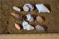 9 Various Seashells