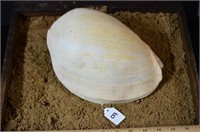 Large Melon Shell