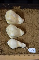 3 Medium Pale Shells