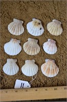 Several of Scallop Shells