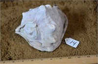 Large Conch Shell