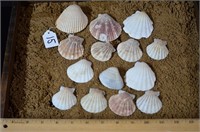 Assortment of Scallop Shells