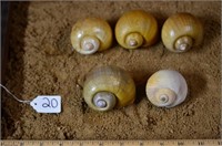 Several Tonna Shells