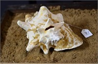Large Conch Shell (Narrow hole in top)