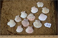Lot of Clam Shells