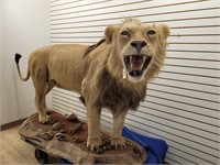Lion Full Body Mount, PA ONLY SALE