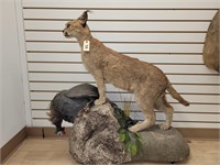 Caracal Cat & Guinea Full Body Mount, PA ONLY SALE