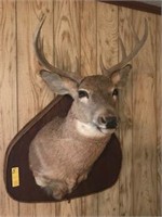 10 Point Deer Mount