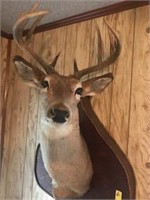 10 Point Deer Mount