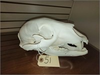 Bear Skull