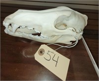 Coyote Skull, PA ONLY SALE