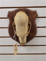Bear Skull Mounted on Wooden Plaque
