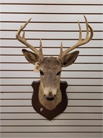 10 Point White Tail Shoulder Mount, On Plaque
