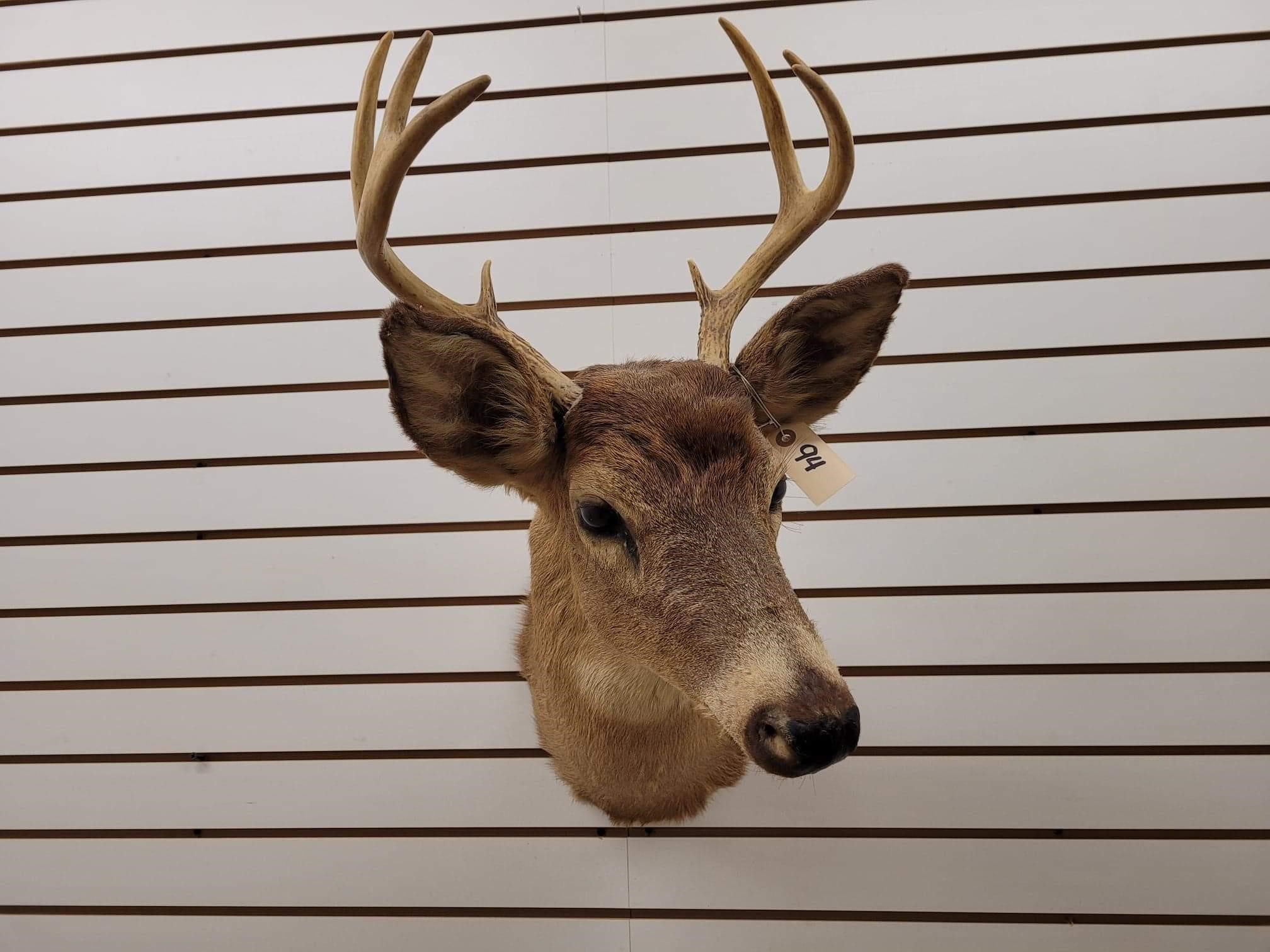 4/24/2021 Taxidermy Auction