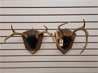 2 Antler Mounts On Wooden Plaques, 6 & 8 Point