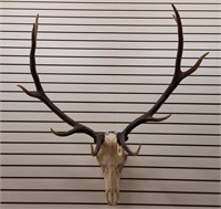 5 x 5 Elk European Skull Not Mounted