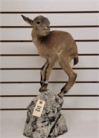 Baby Ibex Full Body Mount On Rock, Excellent Cond.