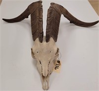 Spanish Goat clean skull with horns