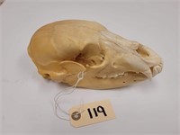 Unbleached Black Bear Skull