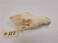 Unbleached Coyote Skull