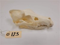 Unbleached Coyote Skull