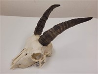 Dama Gazelle Skull and Horns