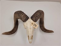 Merino Sheep Skull w/ Horns, Bleached Great Cond.