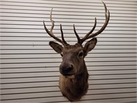 5 x 5 Elk Shoulder Mount, Great Condition