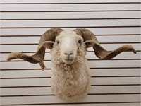 Merino Sheep Shoulder Mount, Excellent Condition
