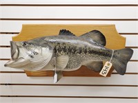 23" Largemouth Bass Full Body on Wooden Plaque