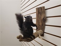 Black Squirrel Full Body Mount on Branch