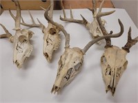 (5) Assorted Whitetail Skulls