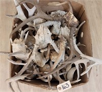 Misc. Box of Antlers and Skulls