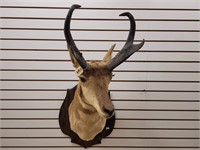 Pronghorn Antelope on Wooden Plaque